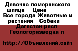 Девочка померанского шпица. › Цена ­ 40 000 - Все города Животные и растения » Собаки   . Дагестан респ.,Геологоразведка п.